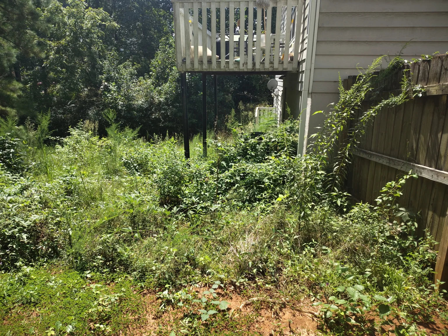 Overgrown residential backyard before clearing