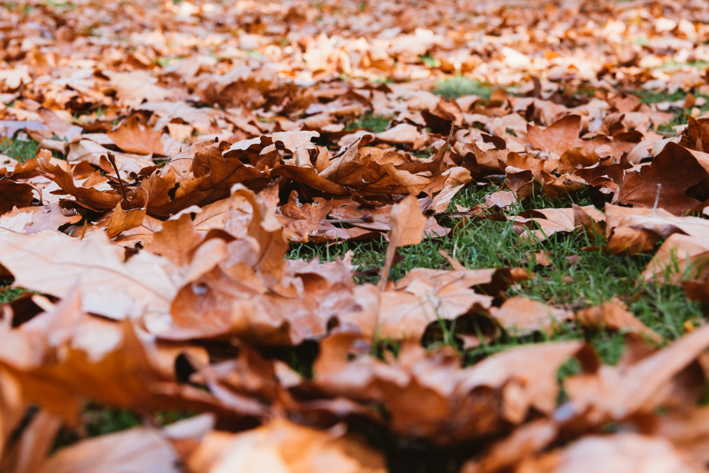 SEASONAL LEAF CLEAN UP