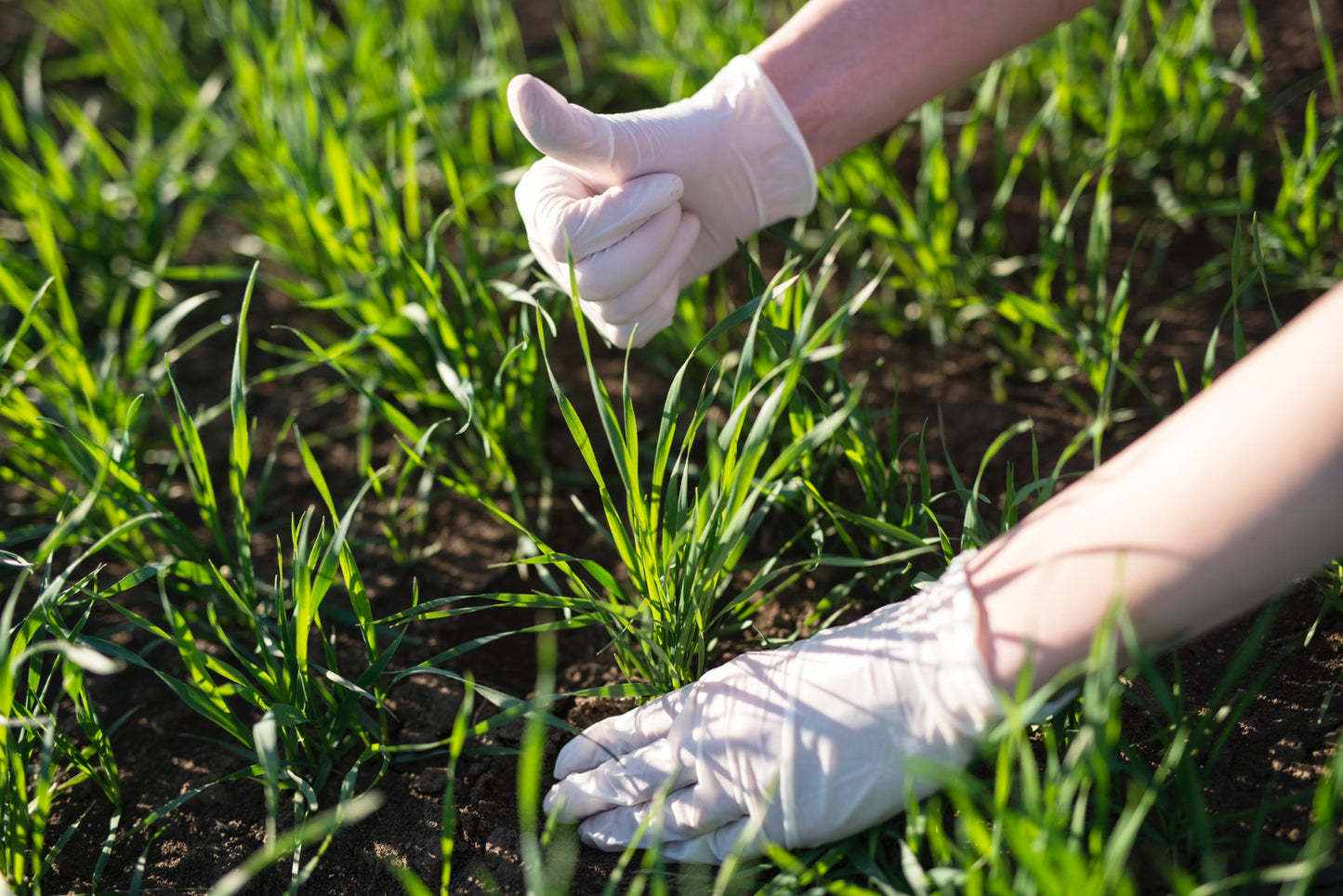 LAWN FERTILIZATION