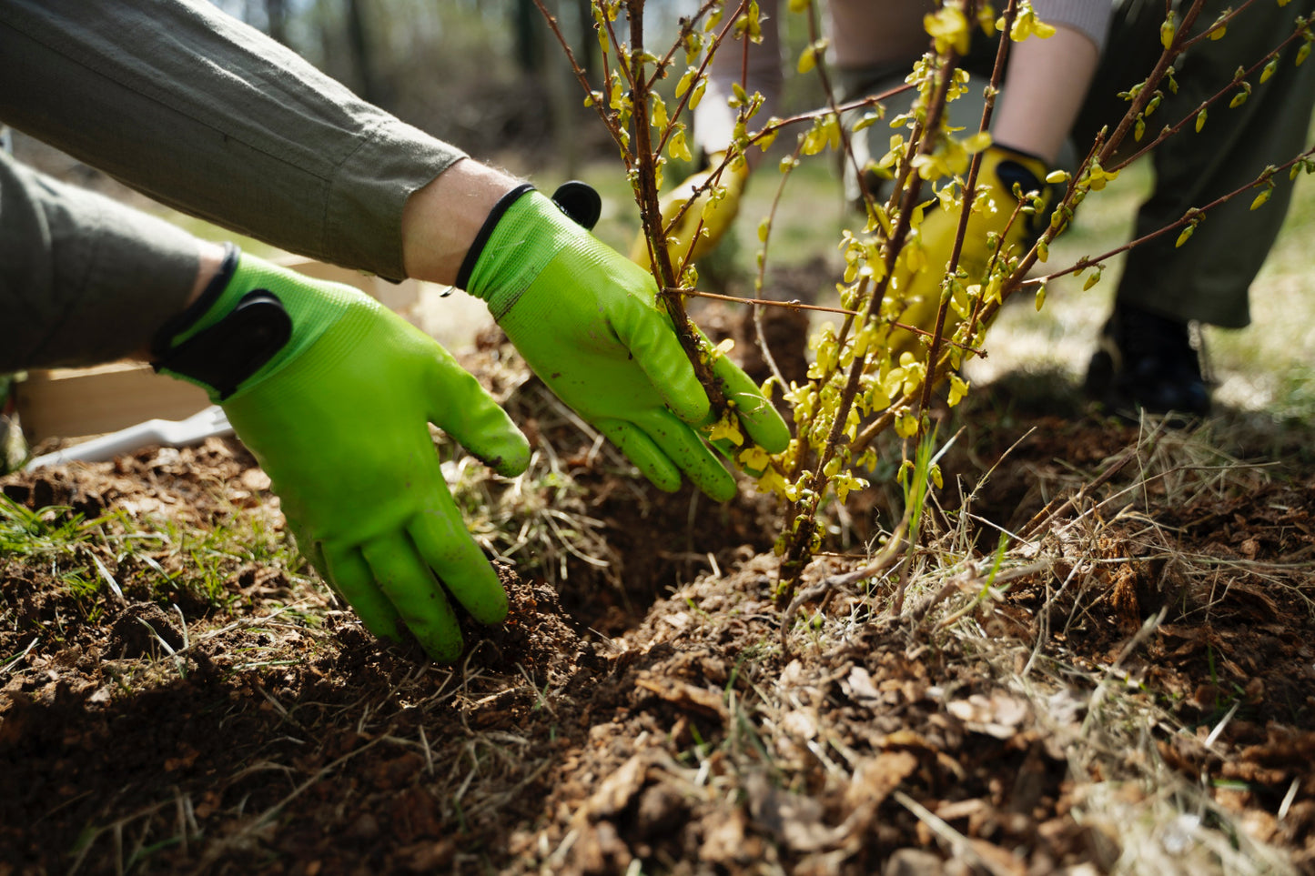 TREE & SHRUB PLANTING