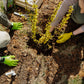 TREE & SHRUB PLANTING