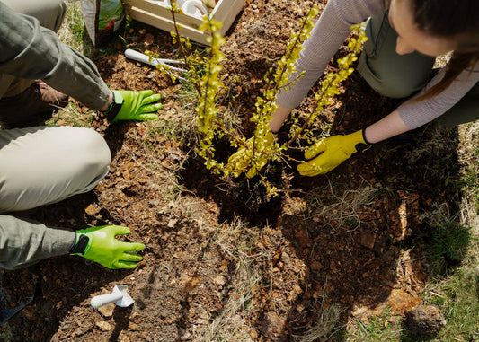 TREE & SHRUB PLANTING